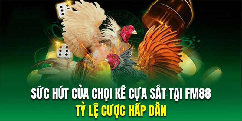 Chọi kê cựa sắt có tỷ lệ cược rất hấp dẫn