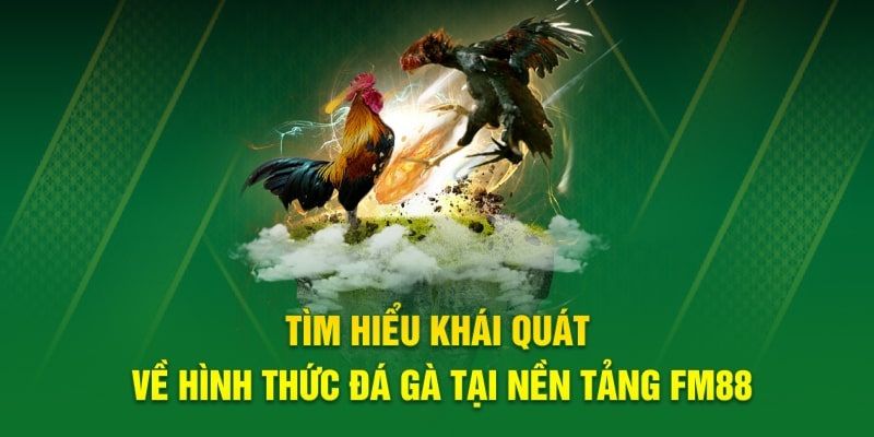 Giới thiệu đôi nét về chuyên mục đá gà live tại Fm88