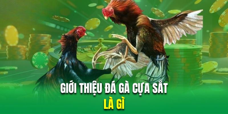 Tìm hiểu hình thức thi đấu chọi kê cựa sắt