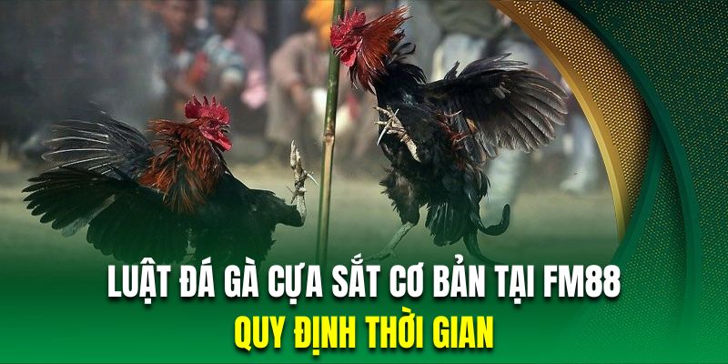 Các trận chọi kê cựa sắt có thời gian diễn ra rất nhanh chóng